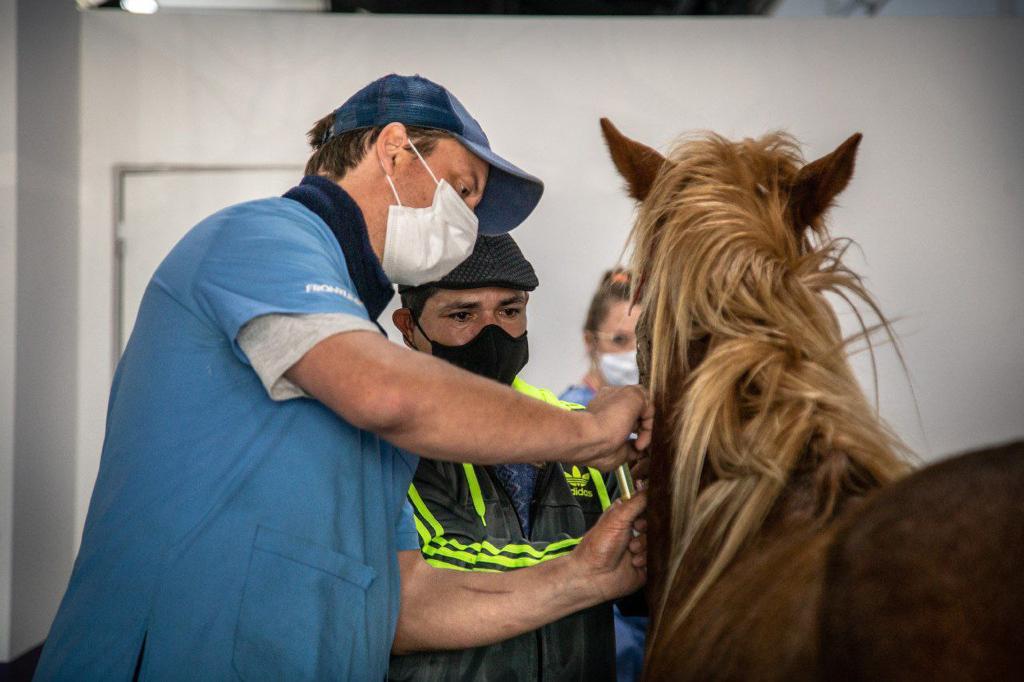  EXITOSA PRIMERA CASTRACIÓN EQUINA EN EL NUEVO CENTRO DE ZOONOSIS
