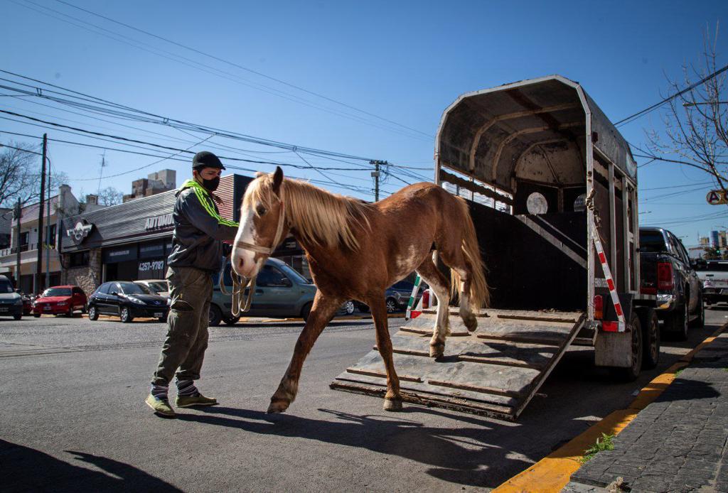  EXITOSA PRIMERA CASTRACIÓN EQUINA EN EL NUEVO CENTRO DE ZOONOSIS