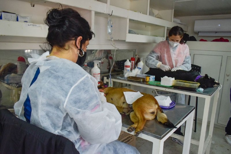 EL MUNICIPIO REALIZÓ UN NUEVO OPERATIVO DE ZOONOSIS EN EL CIC LA PAZ