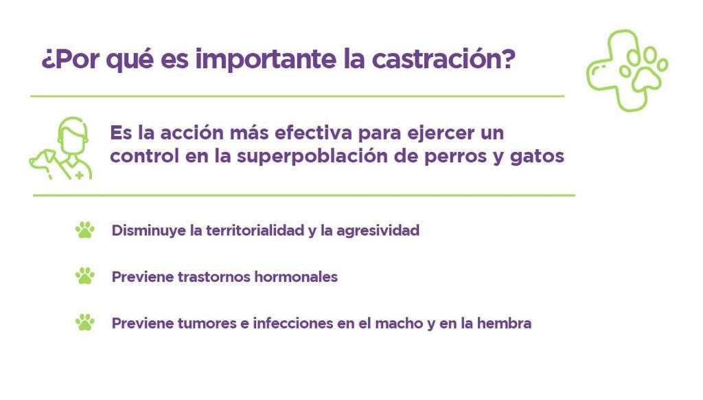 ZOONOSIS: RÉCORD MENSUAL EN CASTRACIONES DE PERROS Y GATOS