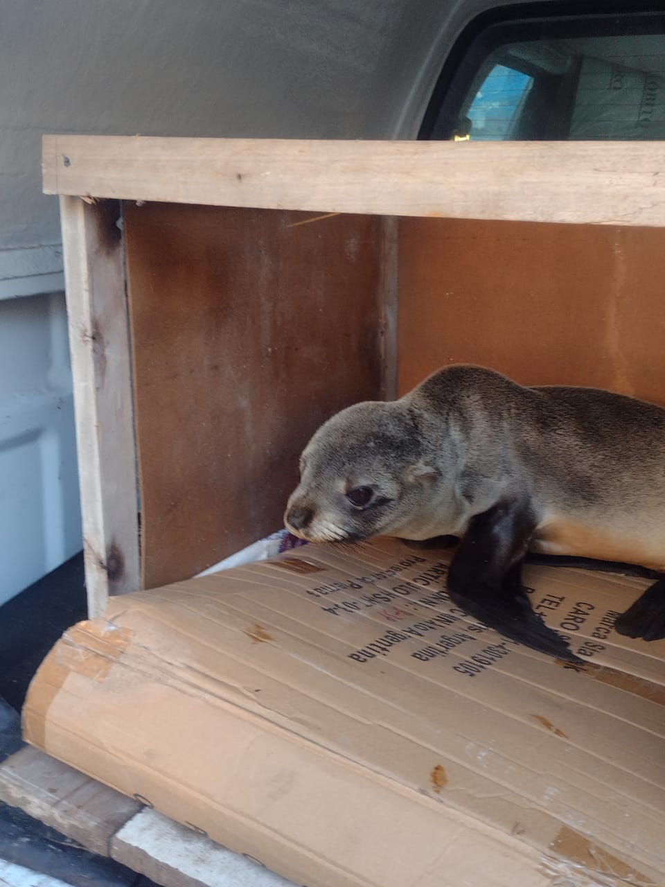 EL MUNICIPIO Y PREFECTURA NAVAL  RESCATARON A UN LOBO MARINO EN LA RIBERA