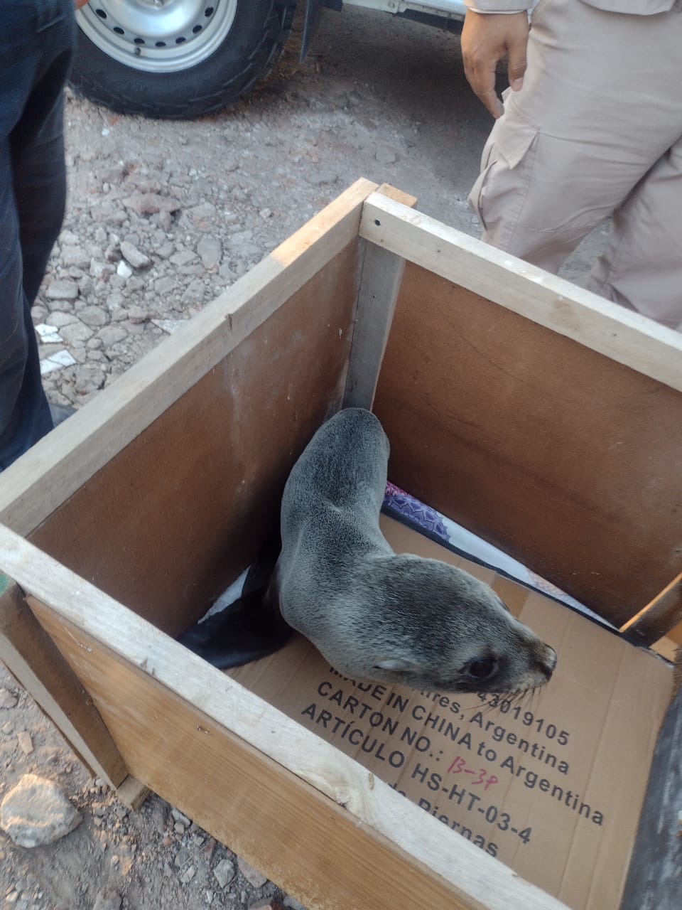 EL MUNICIPIO Y PREFECTURA NAVAL  RESCATARON A UN LOBO MARINO EN LA RIBERA