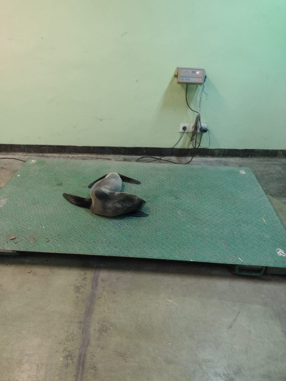 EL MUNICIPIO Y PREFECTURA NAVAL  RESCATARON A UN LOBO MARINO EN LA RIBERA