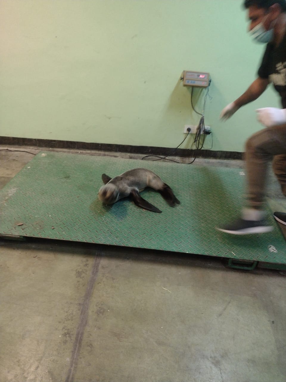 EL MUNICIPIO Y PREFECTURA NAVAL  RESCATARON A UN LOBO MARINO EN LA RIBERA