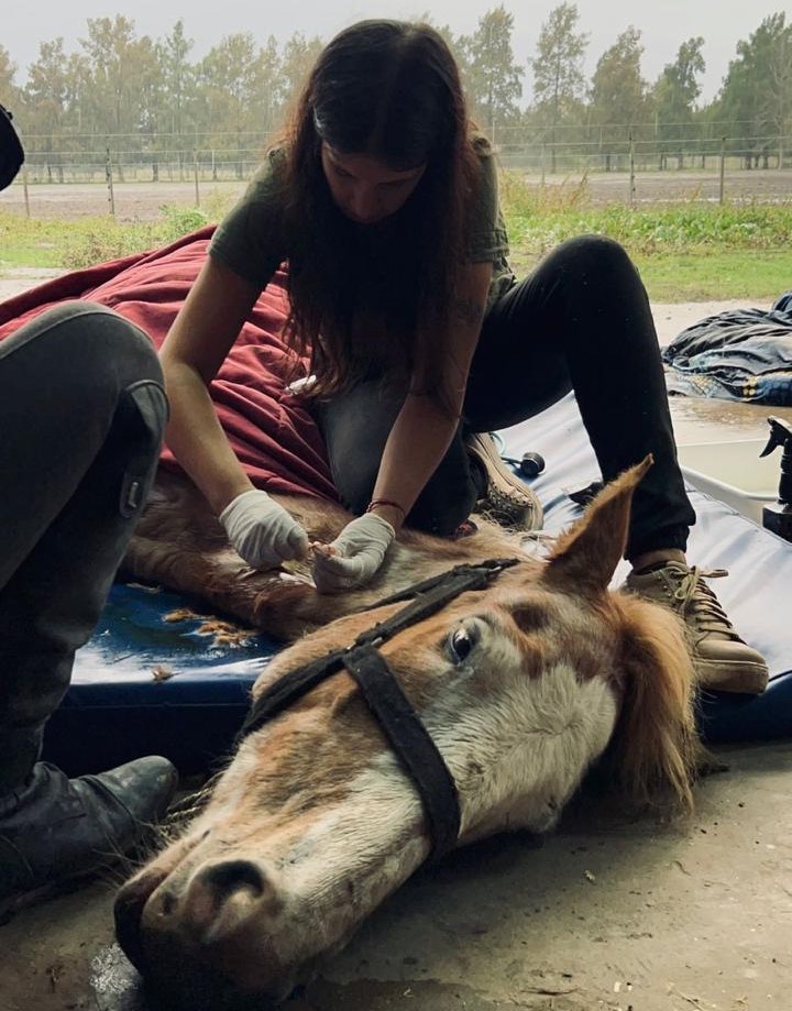 EL MUNICIPIO RESCATÓ MÁS DE 70 CABALLOS VÍCTIMAS DE TRACCIÓN A SANGRE