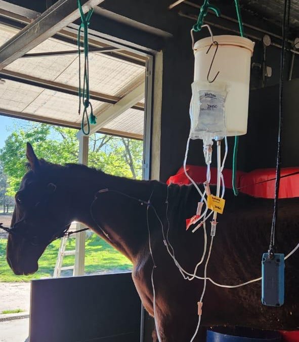 EL MUNICIPIO RESCATÓ MÁS DE 70 CABALLOS VÍCTIMAS DE TRACCIÓN A SANGRE