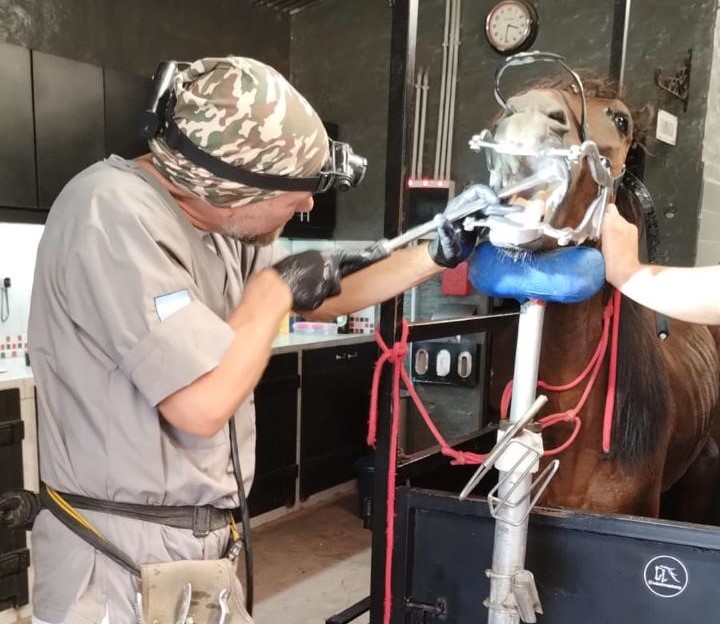 EL MUNICIPIO RESCATÓ MÁS DE 70 CABALLOS VÍCTIMAS DE TRACCIÓN A SANGRE