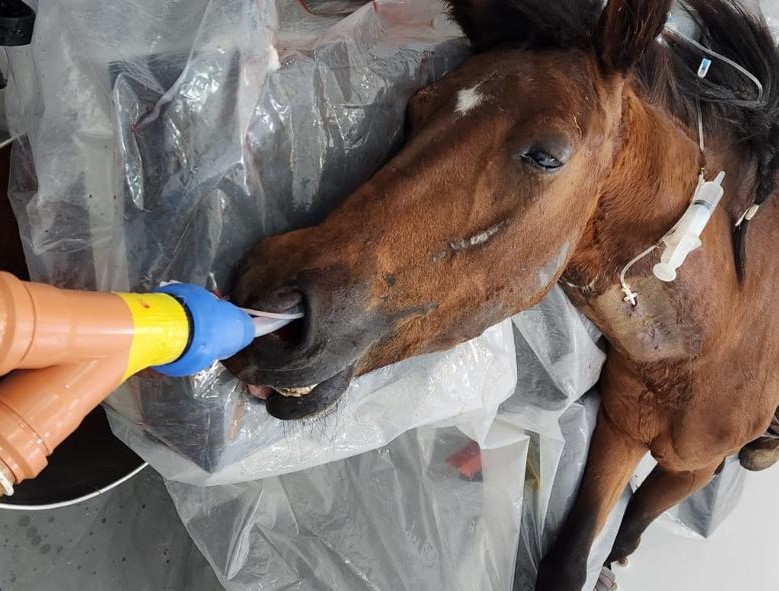 EL MUNICIPIO RESCATÓ MÁS DE 70 CABALLOS VÍCTIMAS DE TRACCIÓN A SANGRE