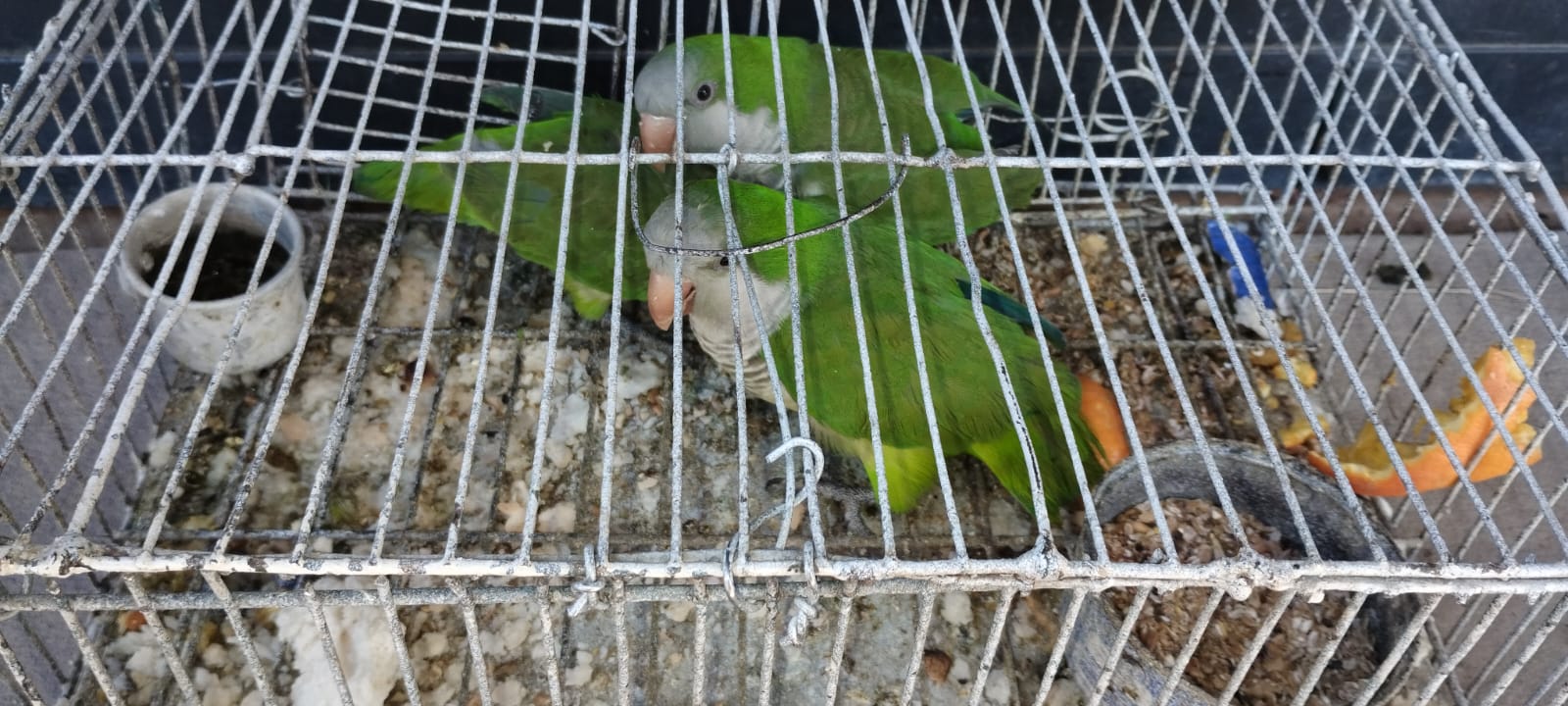 EL MUNICIPIO EN UN OPERATIVO DE CONTROL CONTRA EL MALTRATO ANIMAL 