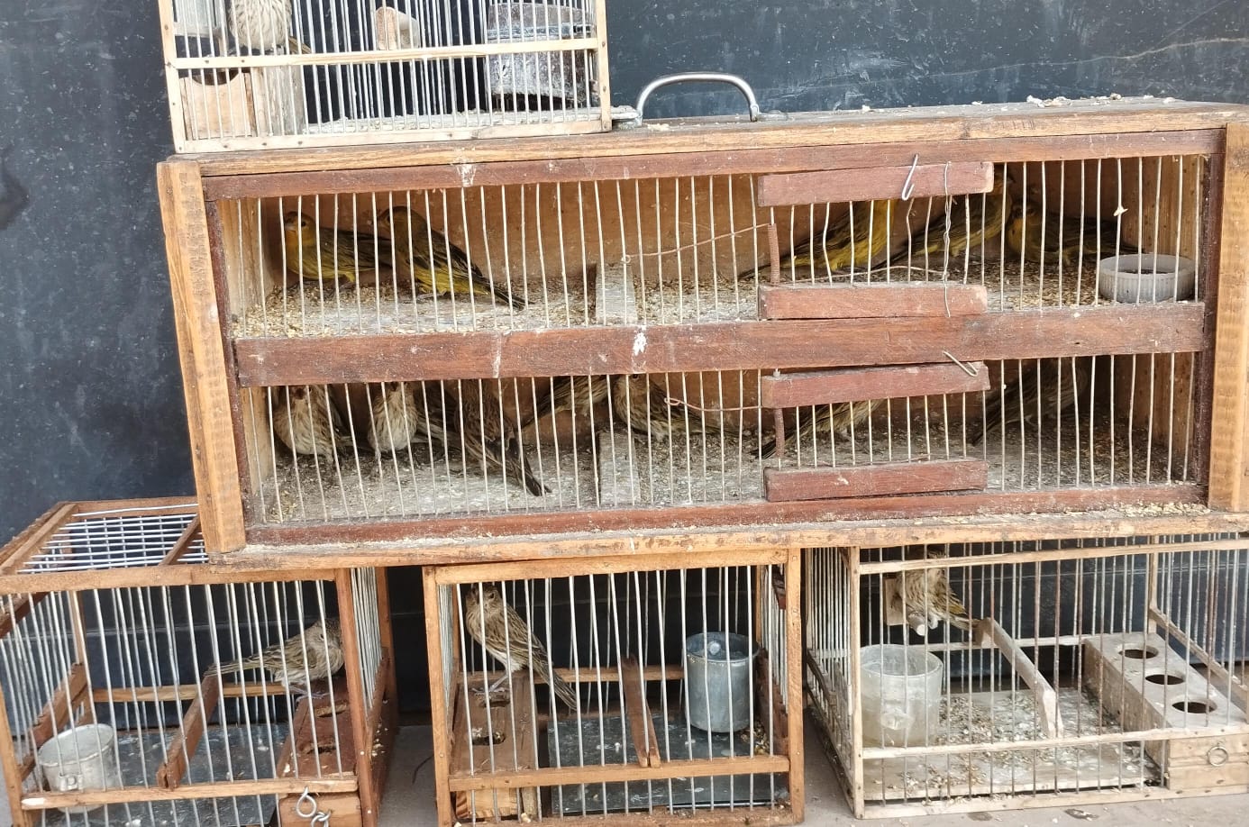 EL MUNICIPIO EN UN OPERATIVO DE CONTROL CONTRA EL MALTRATO ANIMAL 