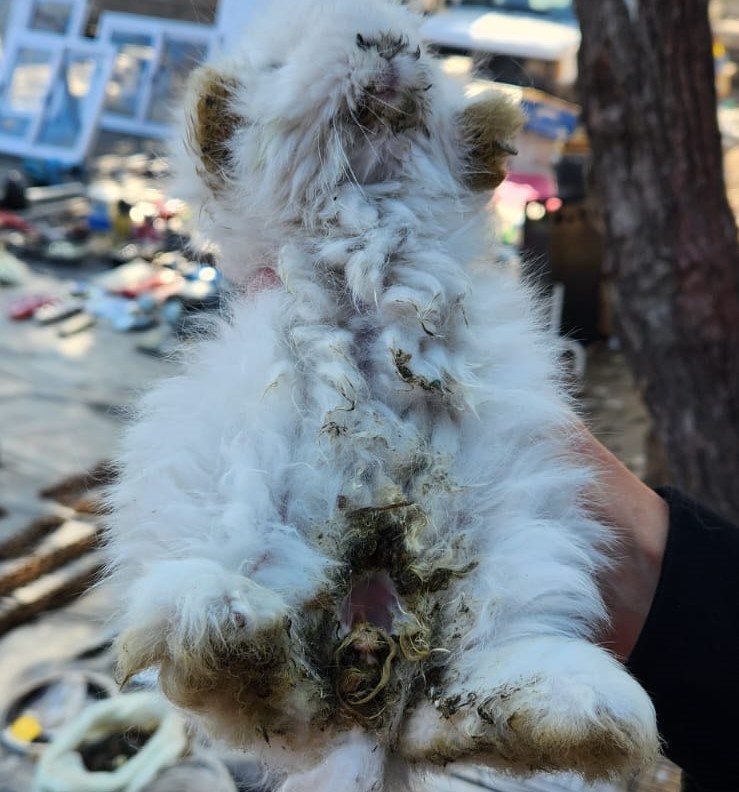 EL MUNICIPIO EN UN OPERATIVO DE CONTROL CONTRA EL MALTRATO ANIMAL 