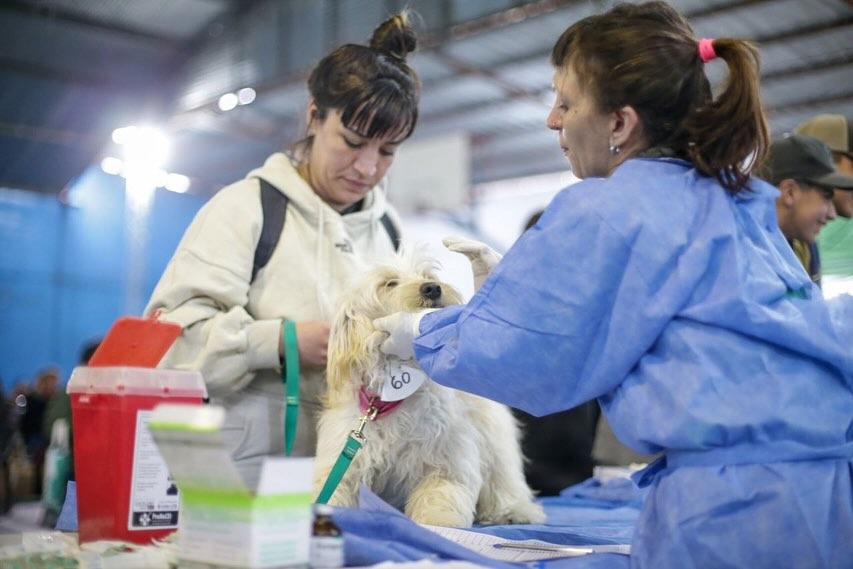 MAYRA EN UN MEGAOPERATIVO DE CASTRACIÓN Y VACUNACIÓN DE ANIMALES EN SOLANO