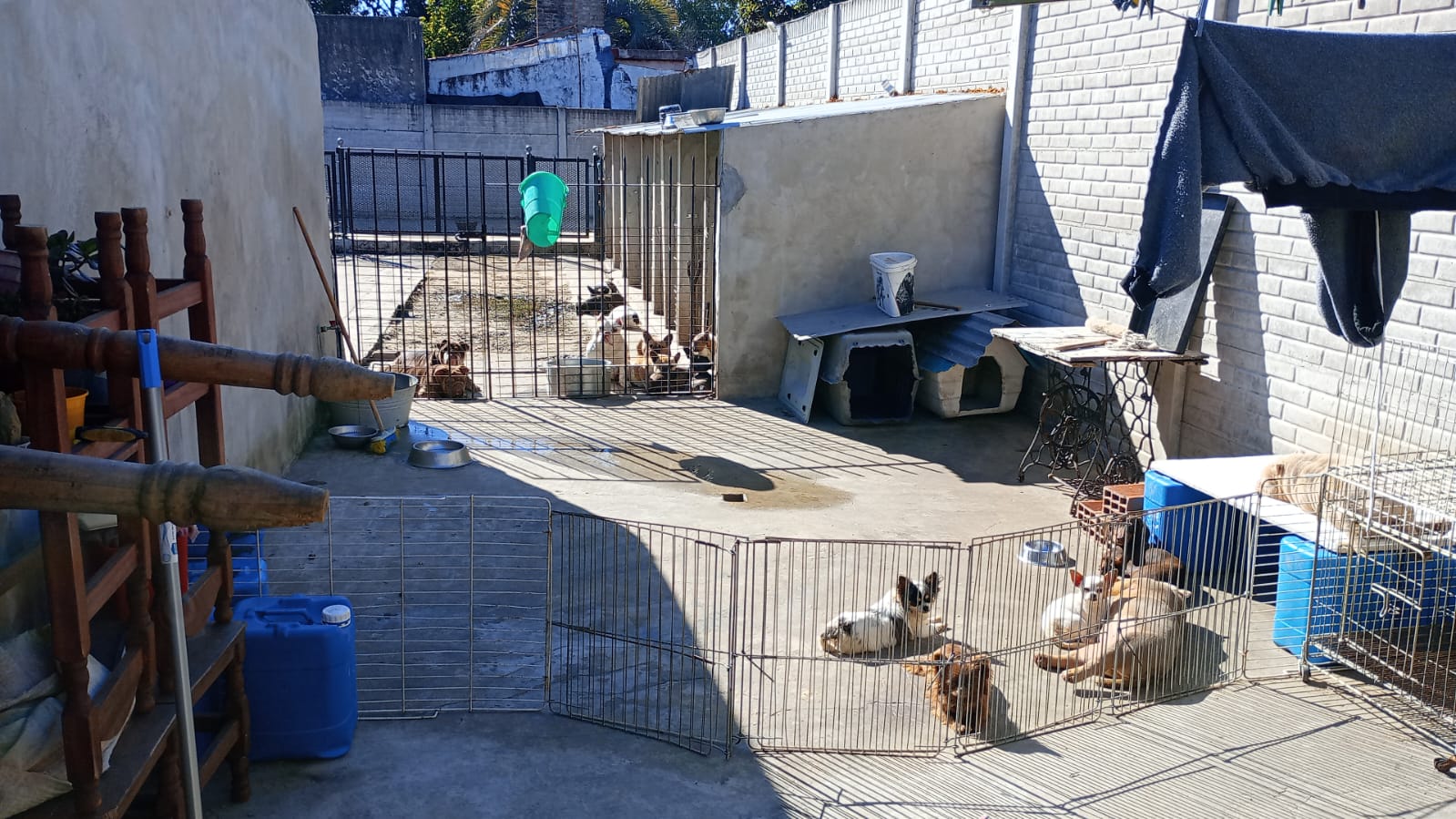 EL MUNICIPIO Y LA POLICÍA LOGRARON RESCATAR A MÁS DE 40 PERROS MALTRATADOS 
