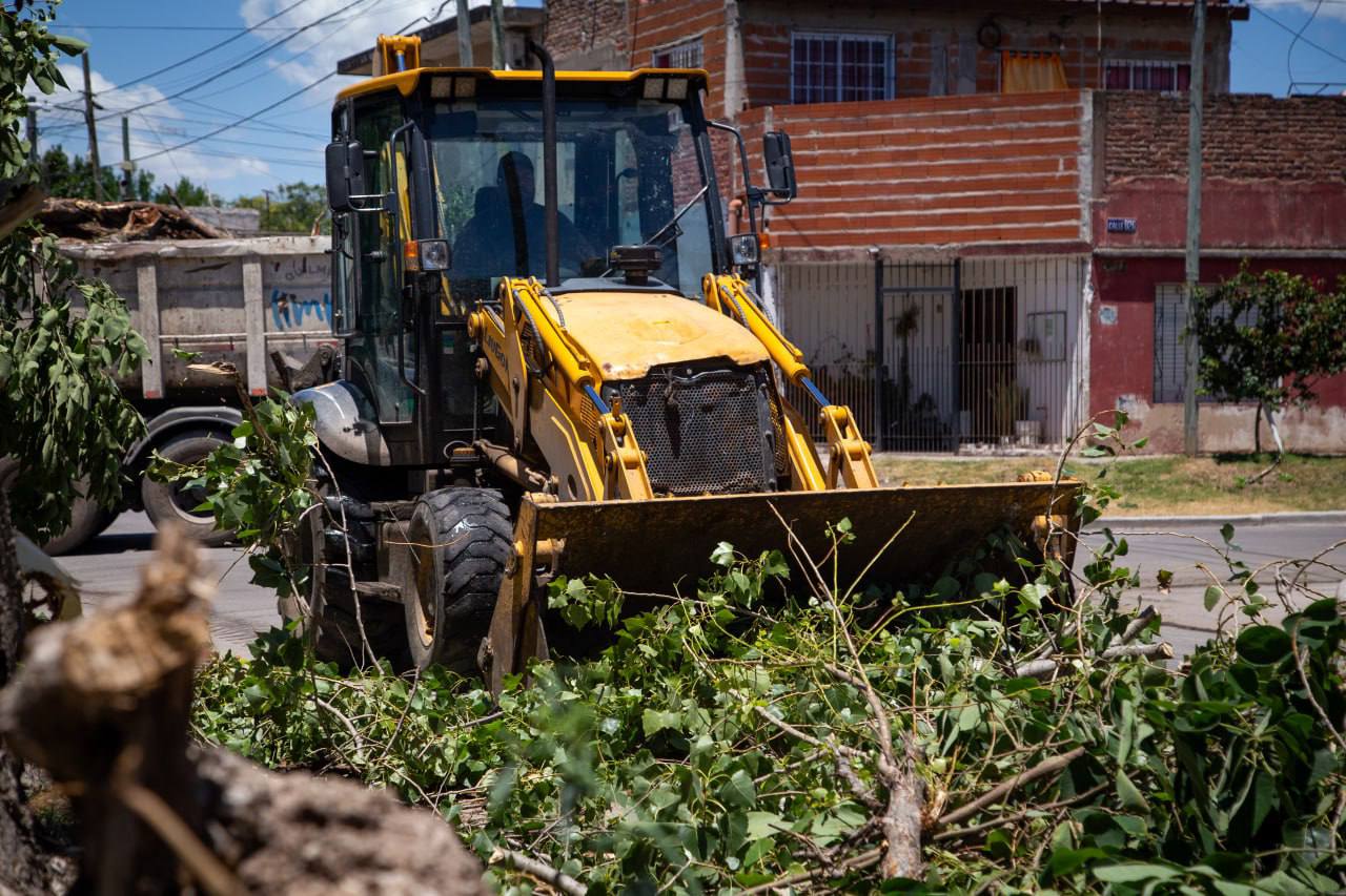 INTENSO OPERATIVO DE LIMPIEZA Y LEVANTAMIENTO DE ÁRBOLES TRAS EL TEMPORAL
