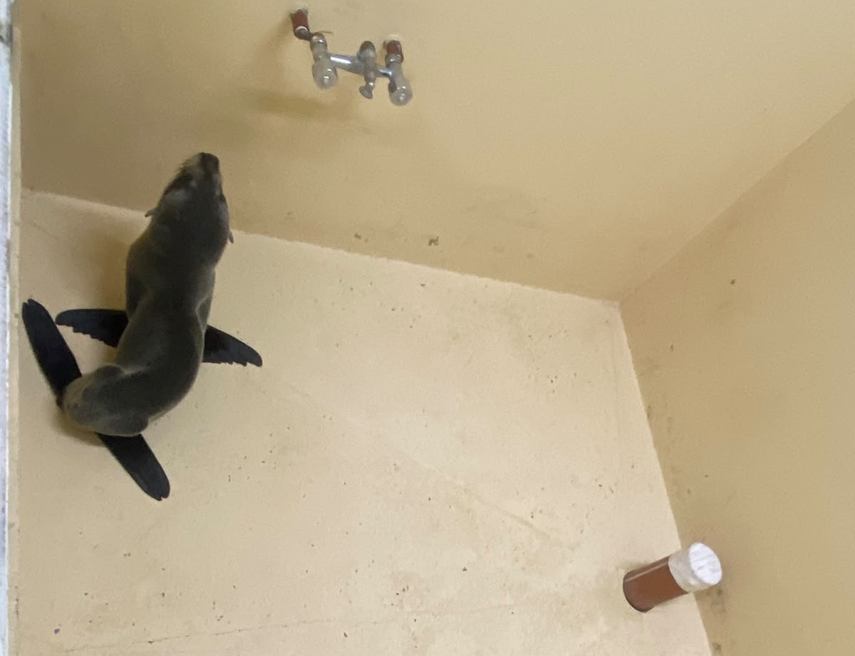 UN LOBO MARINO FUE RESCATADO POR PERSONAL DE LA SUBSECRETARÍA DE ZOONOSIS